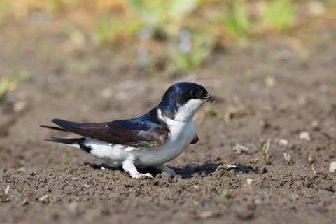 Common house martin