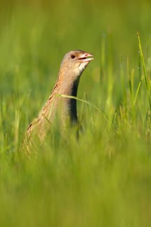 Corn crake