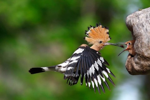 Hoopoe