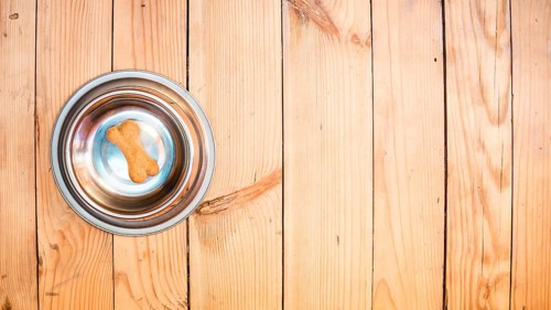 Dog food bowl with bone