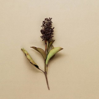Dried plant stem beige background