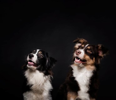 Cute dogs standing