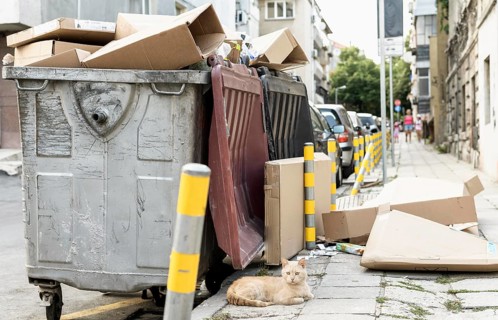 Cute cat sitting rubbish bin outdoors