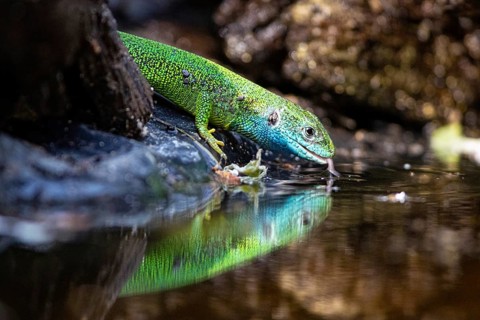 Green lizard