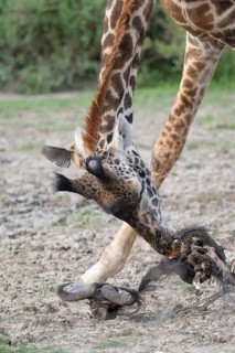 Masai giraffe