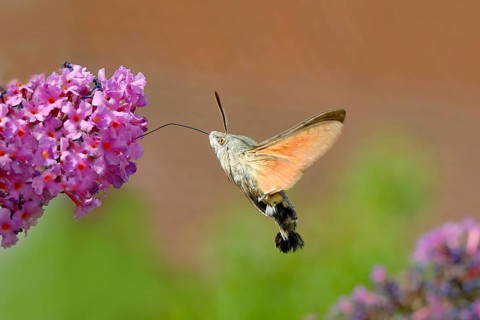 Hummingbird hawk-moth