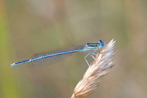 White-legged damselfly