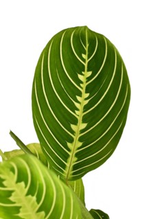 Leaf of green veined exotic 'Maranta Leuconeura Lemon Lime' houseplant isolated on white background
