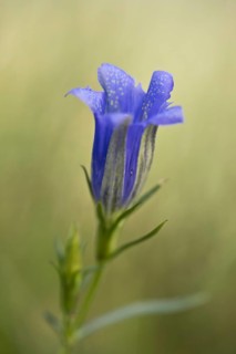 Marsh gentian