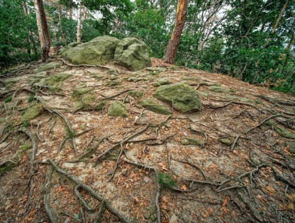 Forest at the Teufelsmauer near Timmenrode
