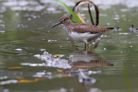 Green sandpiper