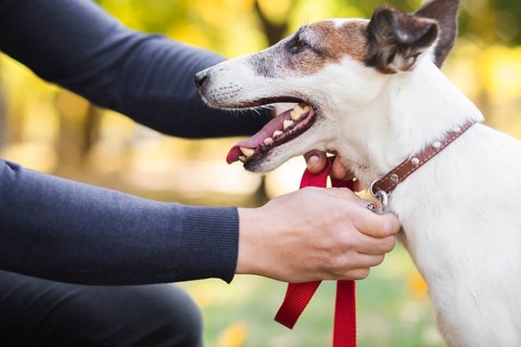 Owner putting leash pet