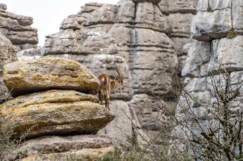 Spanish ibex