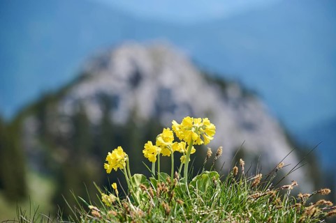 Cowslip