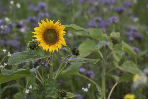 Sunflower