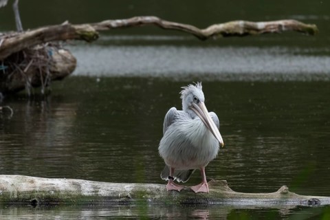 Pink-backed pelican