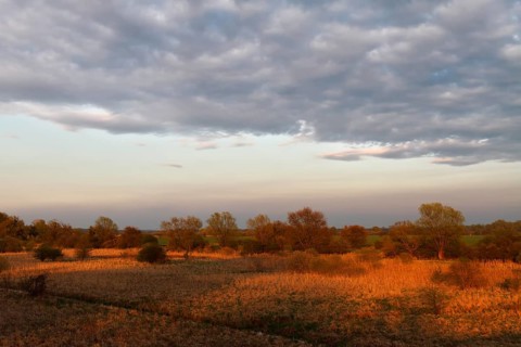 Evening mood in the floodplain forest