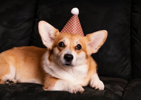 Cute dog with party hat couch