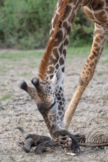 Masai giraffe