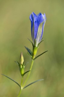 Marsh gentian
