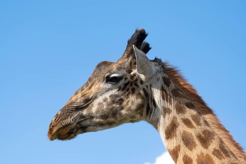 Masai giraffe