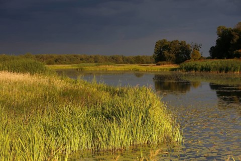 Evening mood in the floodplain forest