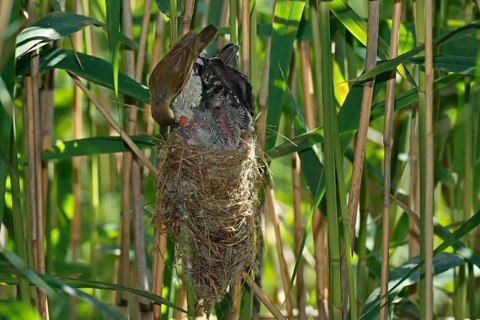 Common cuckoo