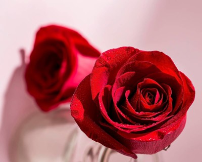 View valentine s day concept with roses