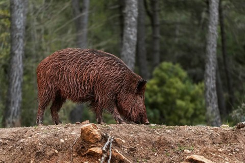 Wild boars nature
