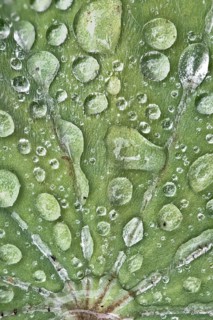 Lady's mantle