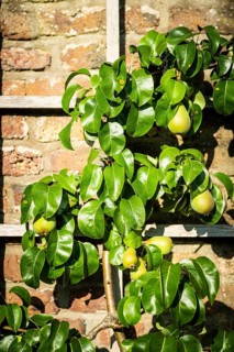 Trellis fruit with ripe pears on a brick wall