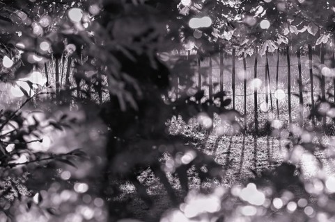 Detail of a cottage garden