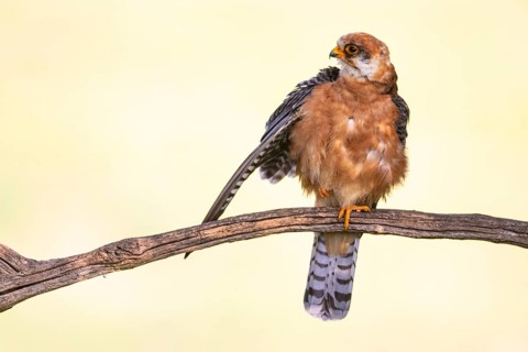 Red-footed Falcon