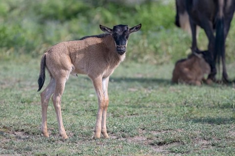 Wildebeest