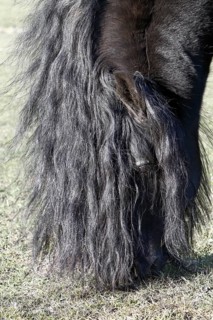 Stallion of a Friesian