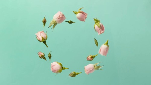 Top view pink spring roses circle with copy space