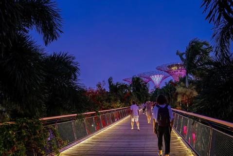 Unrecognizable adult tourists walking down Dragonfly bridge towards iconic Supertrees for daily evening light-and-music show in Gardens by the Bay