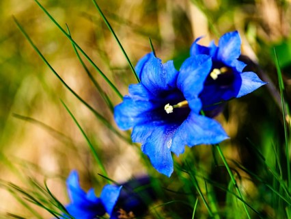 Broad-leaved gentian