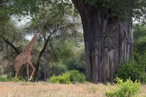 Masai giraffe