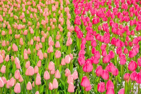 Tulip field with many pink tulips in bloom