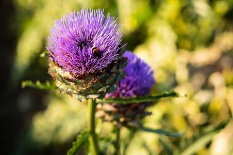 Flowering artichokes in a garden