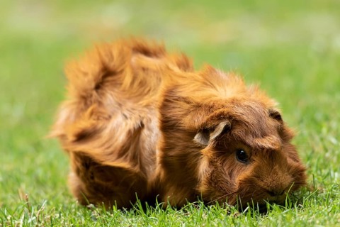 Domestic guinea pig