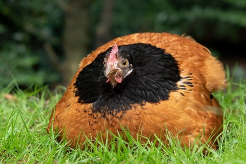Domestic chicken