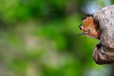 Hoopoe