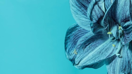 Pretty macro blue flower