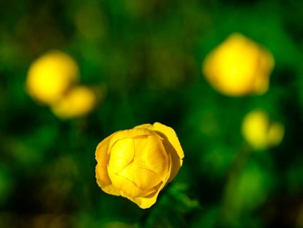 Troll flower
