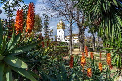 Aloe vera flower in Maria Luisa Park and the Conservatory of Dance Conservatorio de danza Antonio Ruiz Soler