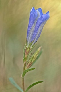 Marsh gentian
