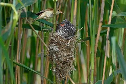 Common cuckoo