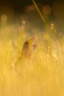 Corn crake